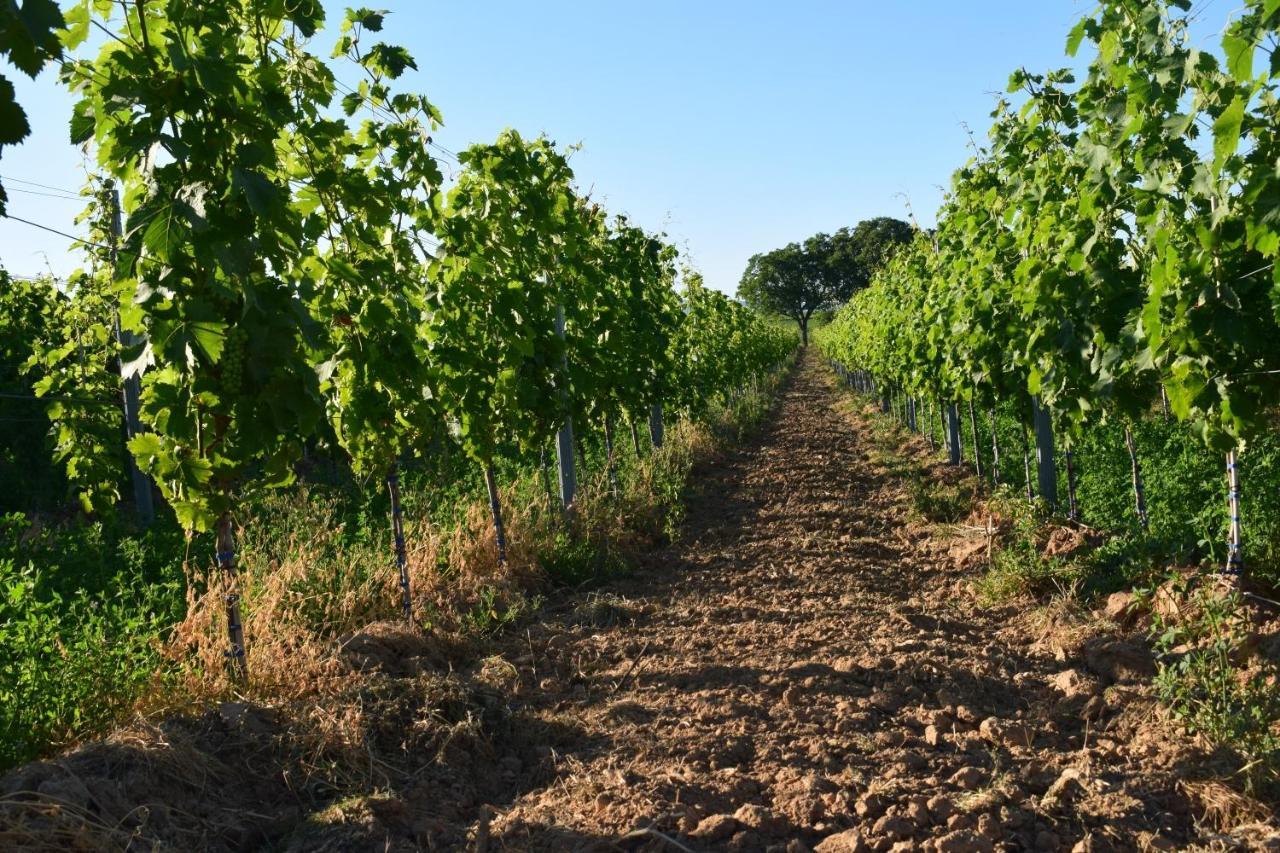 Ferienhaus&weingut Am Steingebiss