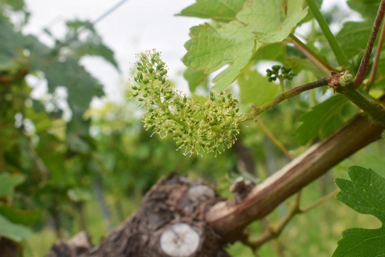 Ferienhaus&weingut Am Steingebiss Billigheim-Ingenheim