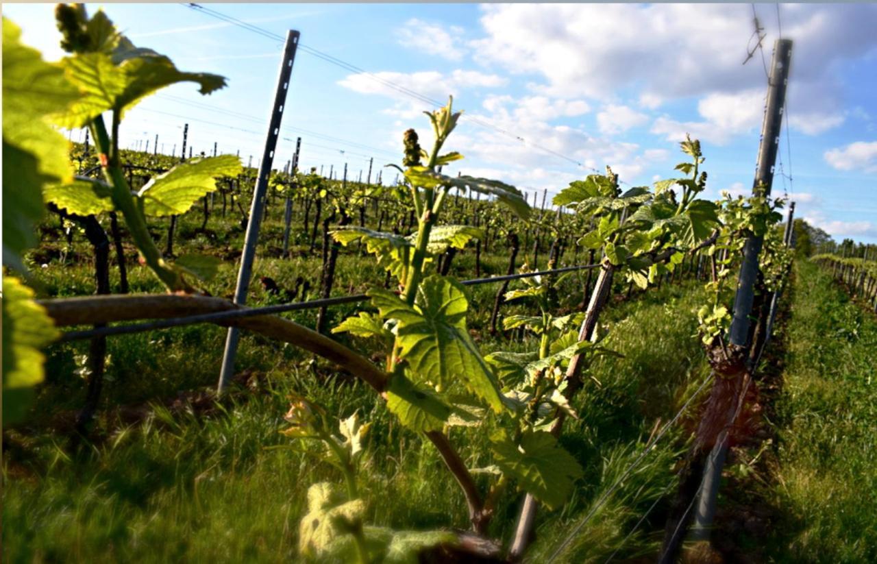 Ferienhaus&weingut Am Steingebiss Billigheim-Ingenheim